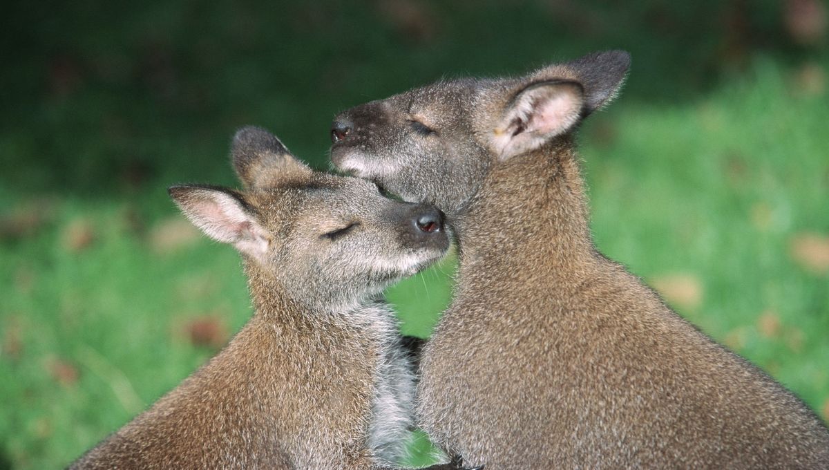 lomax rejoint les wallabies pour deux ans, renforçant l'équipe nationale australienne de rugby avec son talent et son expérience.